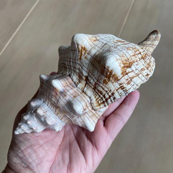 Florida State Shell Horse Conch, From Florida - Picture 2 of 10
